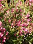 Summer blooming heather (April thru August)