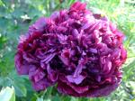 Peony flowering Poppy