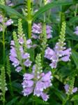 Obedient Plant