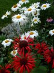 Bee Balm and Shasta's