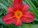 Unknown Daylily