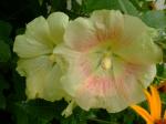 Hollyhocks