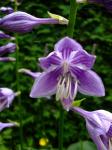 Hosta bloom