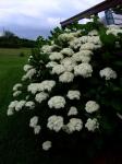 Annabelle Hydrangea