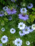 Nigella blooms