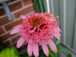 Pink Double Delight Echinacea