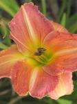 Daylily