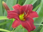 Daylily