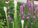 Liatris...