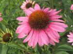 Coneflower