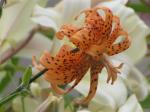 close-up of double tiger lily...