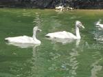 Young swans