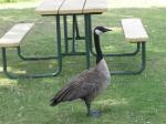 This guy was looking for handouts in the picnic area...