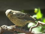 Female Cowbird.