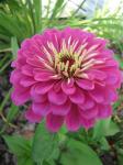 Zinnia...