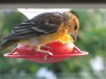 Female oriole..