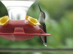 Hummingbird