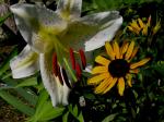 Asiatic Lily beside Rudbeckia (Black-Eyed Susan)