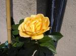 Maigold rose
