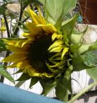 bird seed sunflower
