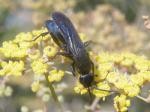 Another spider wasp.