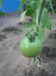 Tomatoe as of 8-7
