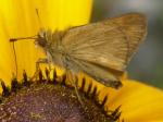 Woodland Skipper.