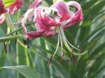 Lily