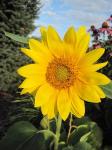 Sun flower...