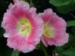 Pink Hollyhocks