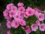 Lavatera "Silver Cup"