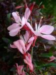 Gaura