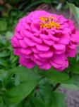 Zinnia