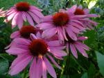 Echinacea