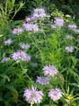 Monarda