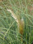 My one and only bloom from my new pampas grasses.  Can't wait for next year.