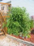 My "little" tomato plant that grew out of control last summer.