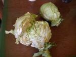 Cabbage eaten by possum