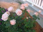 My David Austin Rose "Tamora" in full bloom.