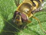 Female hover fly.