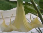 Brugmansia bloom up close