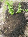 Winter gardening for spinach, beetberry and all-season cauliflower