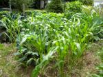 Hooker's corn I planted in mid July - it is starting to tassel :)