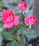 shrub rose - Knockout