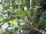 Eggs on underside of leaves