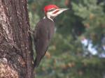 Male Pileated Woodpecker.
