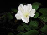 Moonflower