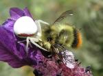 Crab spider and bee.