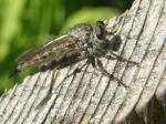 Robberfly.