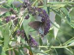 Butterfly bush/red-spotted purple butterfly